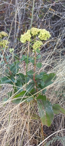 Great Stonecrop