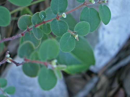 Euphorbia machrisiae