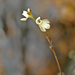 Utricularia neottioides - Photo (c) Ruth Ripley, todos los derechos reservados, subido por Ruth Ripley
