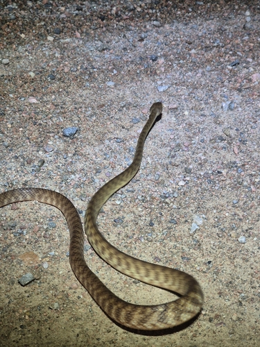 Brown Tree Snake sighting