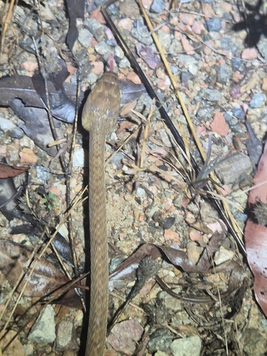 Brown Tree Snake sighting