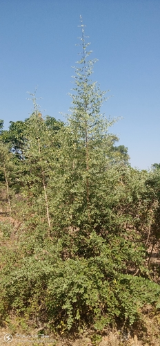 Guiera senegalensis