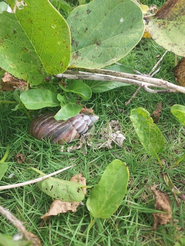 Lissachatina fulica