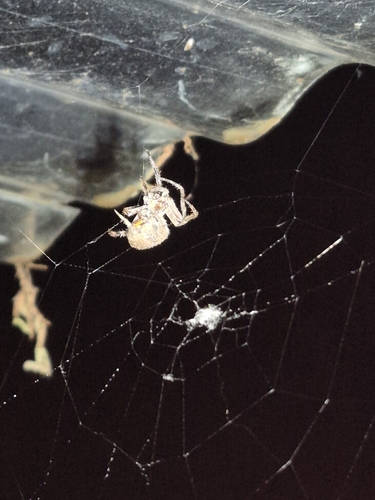 Red-spot Hairy Field Spider