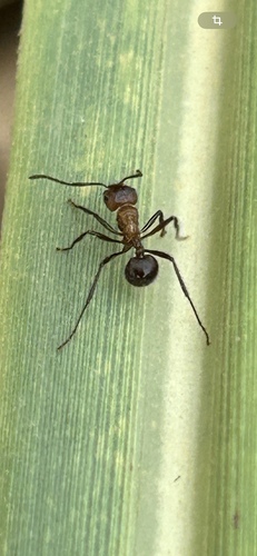 Natal droptail ant