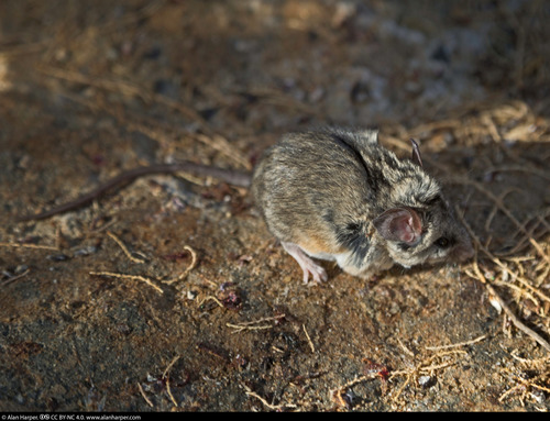 Brush Deermouse