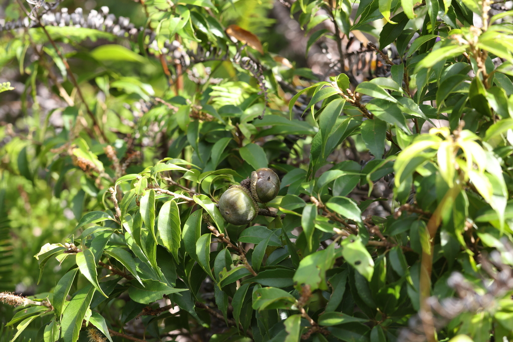 Keyuan Oak Taiwan Rock Oak from 中国广东省珠海市香洲区 on September 16, 2025 at 08:58 AM by ...