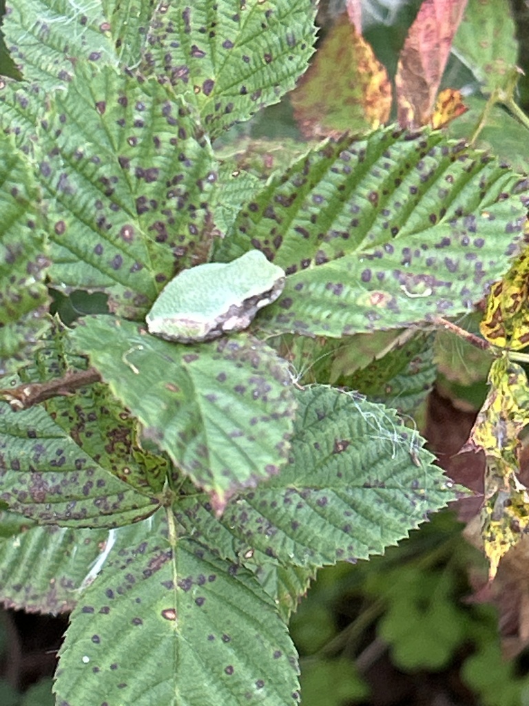 Gray Treefrog Species Complex from Alpha Ridge Park, Marriottsville, MD ...
