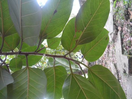 Amates o higos (Arboles de El Carmen de Bolivar) · iNaturalist