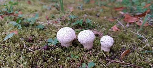 Pievinis pumpotaukšlis