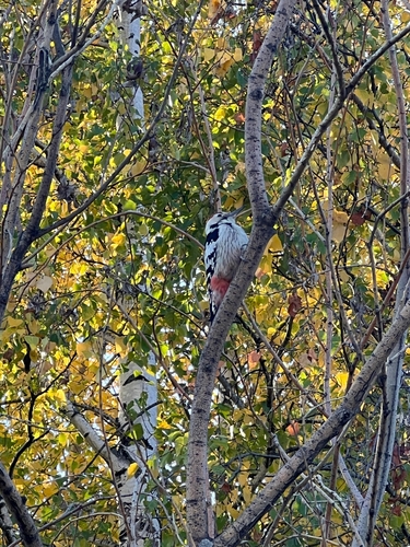 White-backed Woodpecker