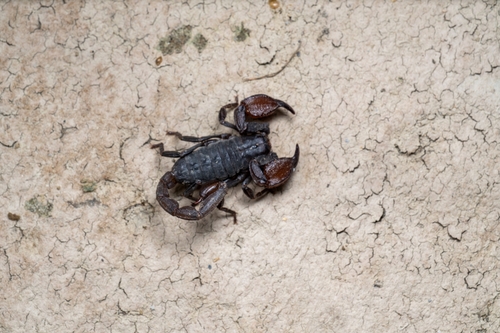 Scorpiops ingens