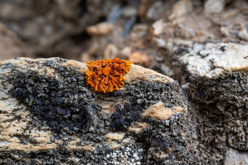 Elegant Sunburst Lichen