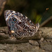 Mariposas Bonitas - Photo (c) Joseph Connors, todos los derechos reservados, subido por Joseph Connors