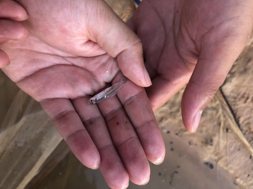 Clupeichthys
