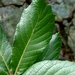 Quercus ariifolia - Photo 由 Lex García 所上傳的 (c) Lex García，保留所有權利