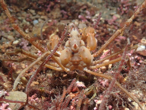 Inachus phalangium (Fabricius, 1775)