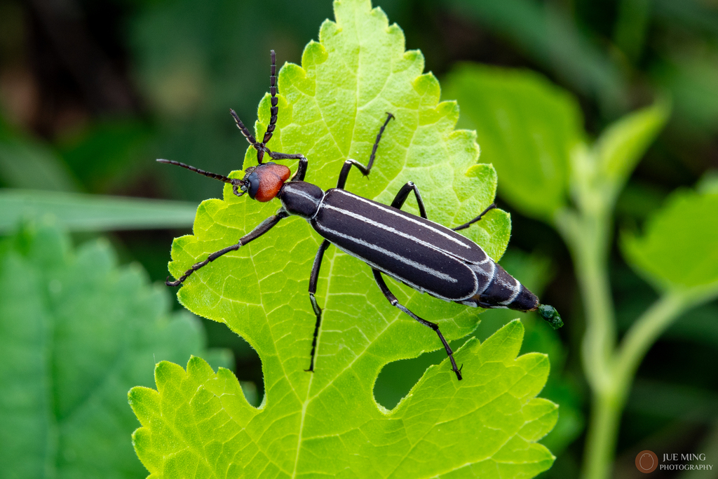 Burney Insect Burning Blister Beetles from 中国湖北省武汉市 on September 17, 2025 at 11:05 AM ...
