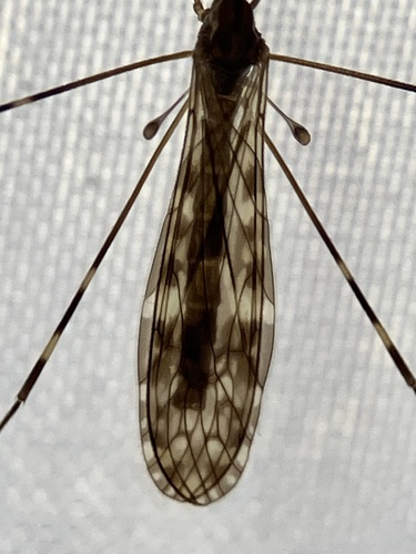 Unknown species found near San Juan Island, Friday Harbor, WA, US