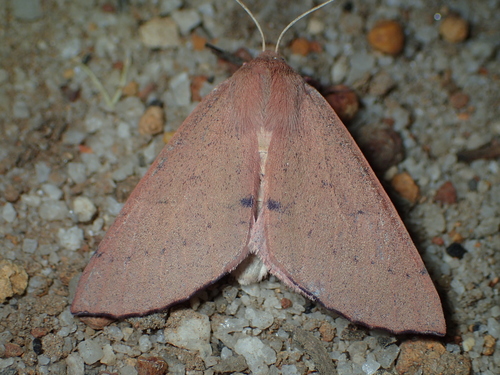 Arhodia lasiocamparia Guenée, 1857