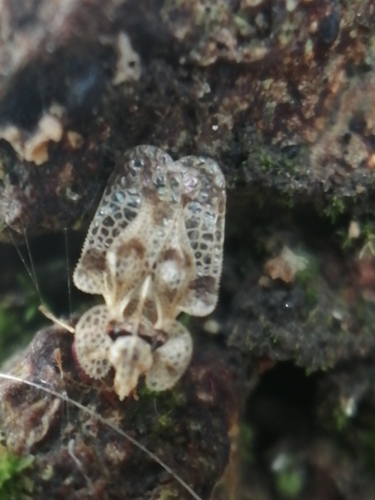 oak lace bug