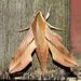Swinhoe's Striated Hawkmoth - Photo (c) Roger C. Kendrick, all rights reserved, uploaded by Roger C. Kendrick