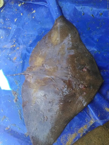 Séret's Butterfly Ray