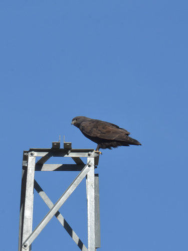 Upland Buzzard