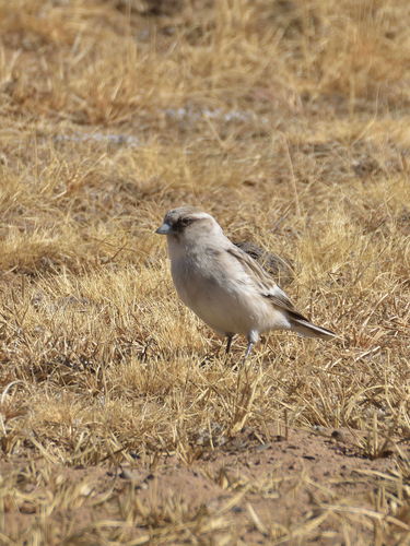 White-rumped Snowfinch