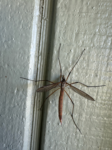 Unknown species found near Wiggins Rd SE, Olympia, WA, US