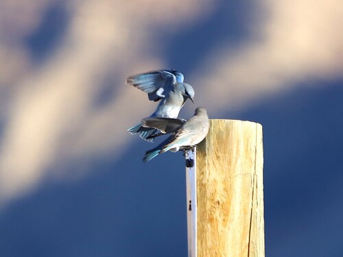 Mountain Bluebird