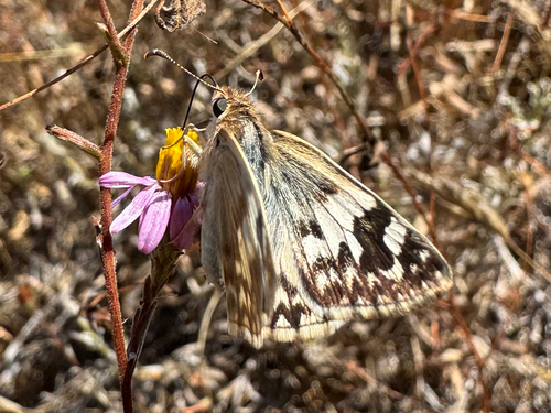 iNaturalist observation photo of Northern White-Skipper