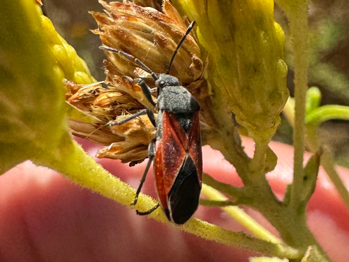 iNaturalist observation photo of Melanopleurus fuscosus