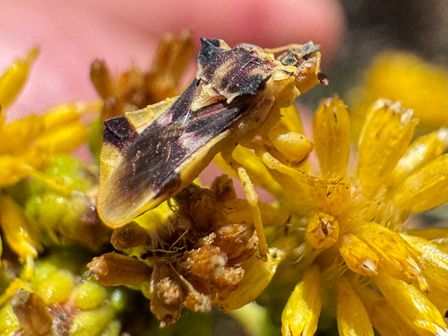iNaturalist observation photo of Phymata pacifica
