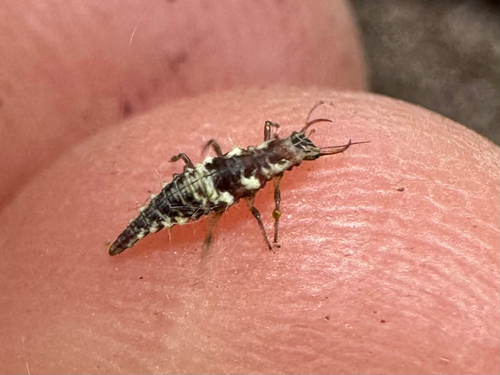iNaturalist observation photo of Comanche Green Lacewing