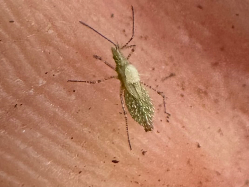 iNaturalist observation photo of Hoplinus echinatus