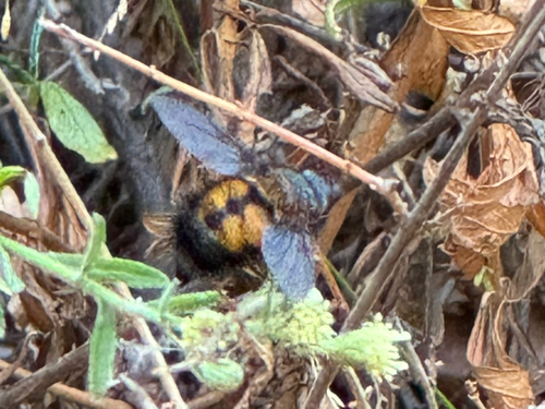 iNaturalist observation photo of Spiny Tachina Fly