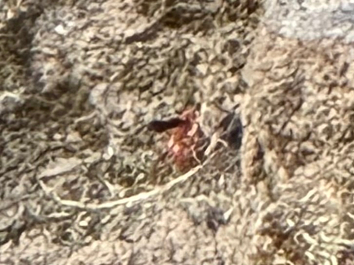 iNaturalist observation photo of Spider Wasps