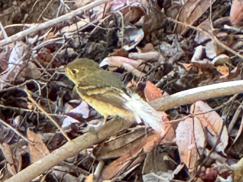 iNaturalist observation photo of Western Flycatcher