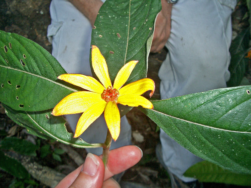 Psychotria magnifica