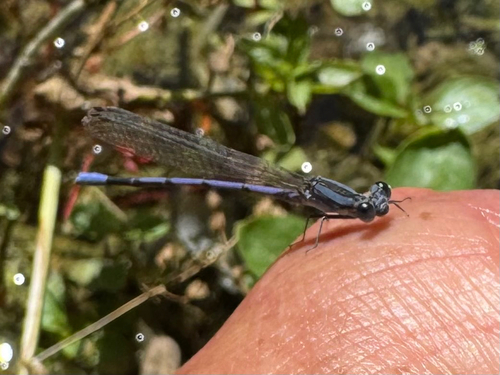 iNaturalist observation photo of Lavender Dancer