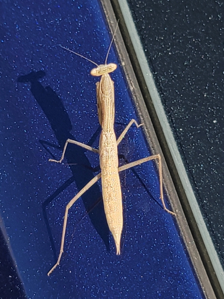 Miomantis from Santa Ana, CA 92705, USA on September 22, 2025 at 04:09 ...