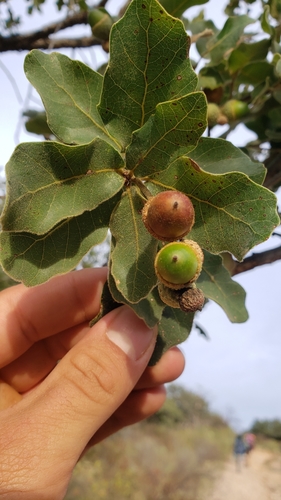 Quercus chihuahuensis Trel.