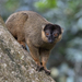 Collared Brown Lemur - Photo (c) ivanparr, all rights reserved, uploaded by ivanparr