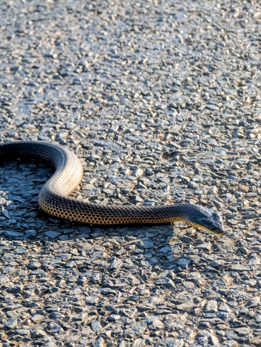 Western Tiger Snake sighting