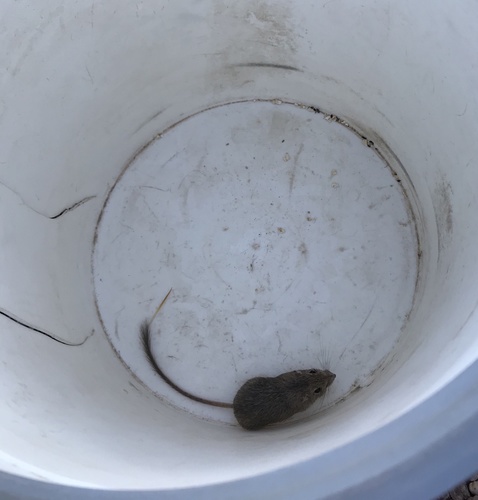 Rock Pocket Mouse