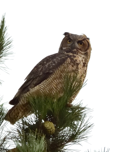 View observation of {o.common_name} on iNaturalist