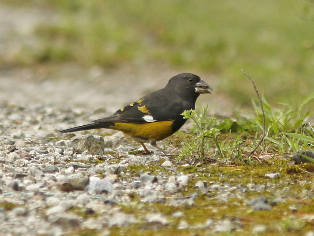 White-winged Grosbeak photo