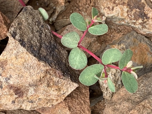 Saint Helena Spurge (Euphorbia heleniana)