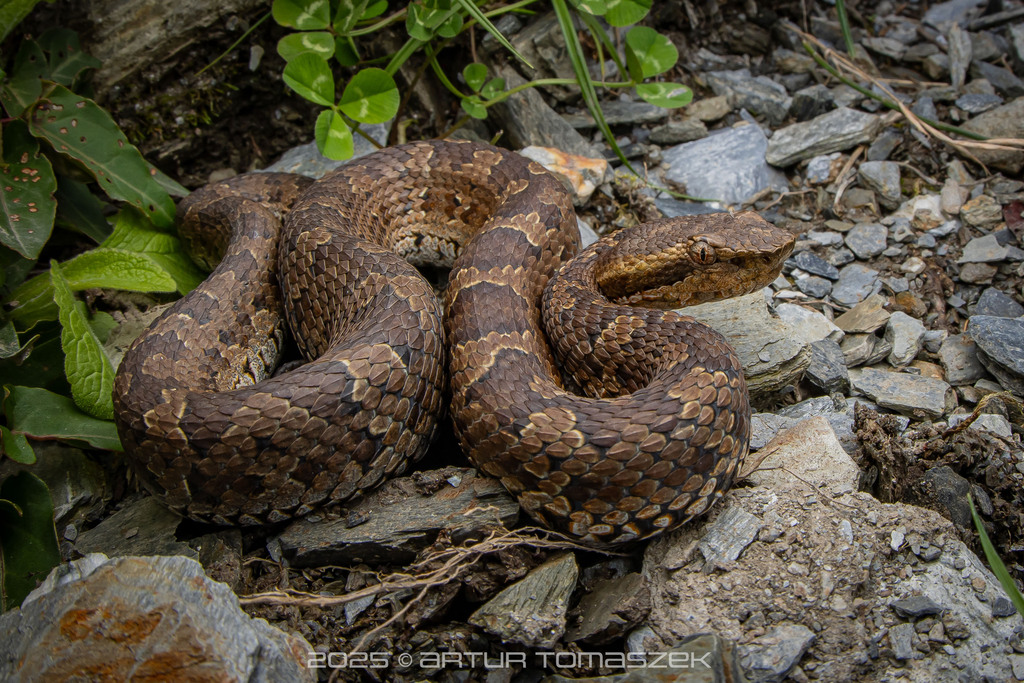 Kikuchi Habu (Trimeresurus gracilis)